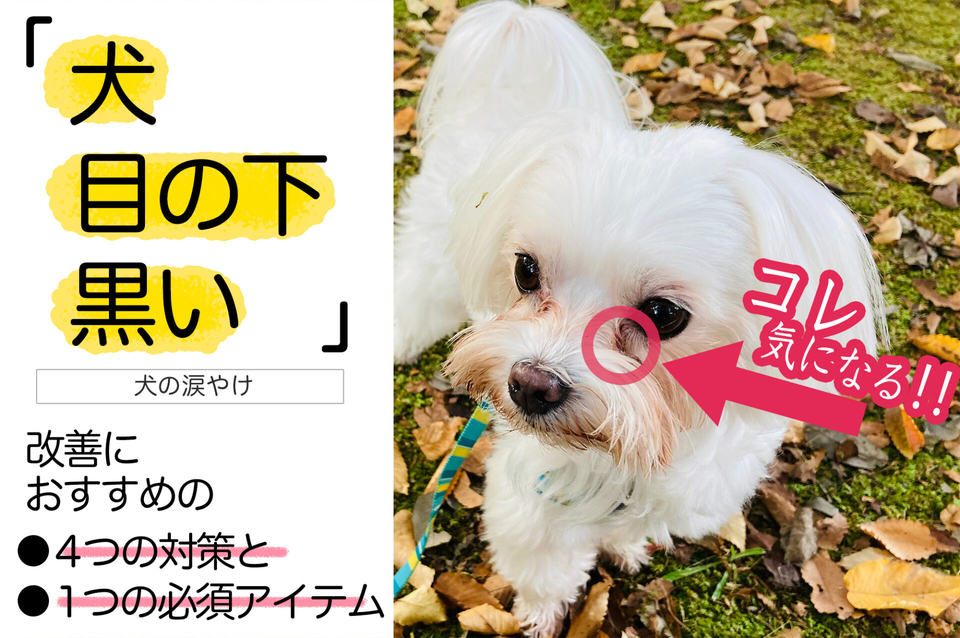 「犬の目の下の黒い線」コレって何?効果的な4つの対策 |ペトマ|ペットを家族として考えるWEBメディア