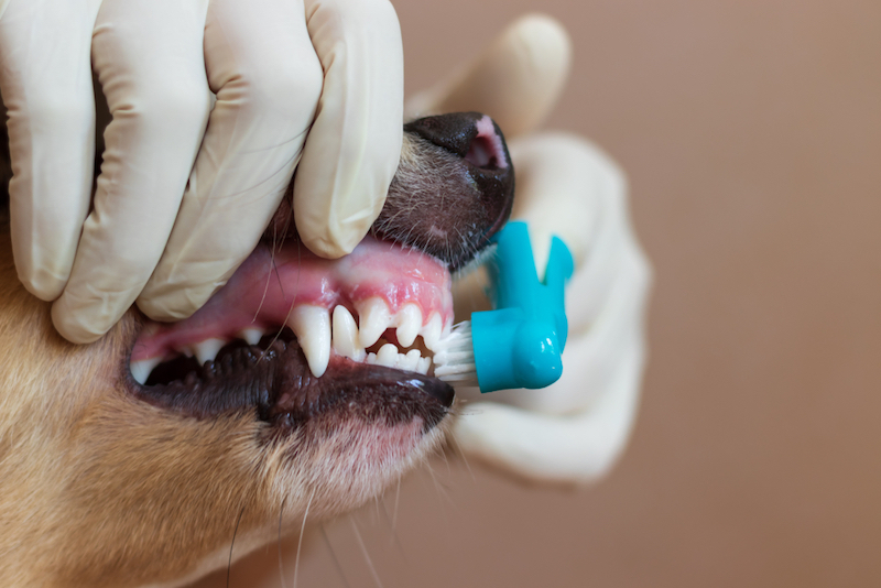 【獣医師も推奨】嫌がる犬の歯磨きに○○を使う理由とは？