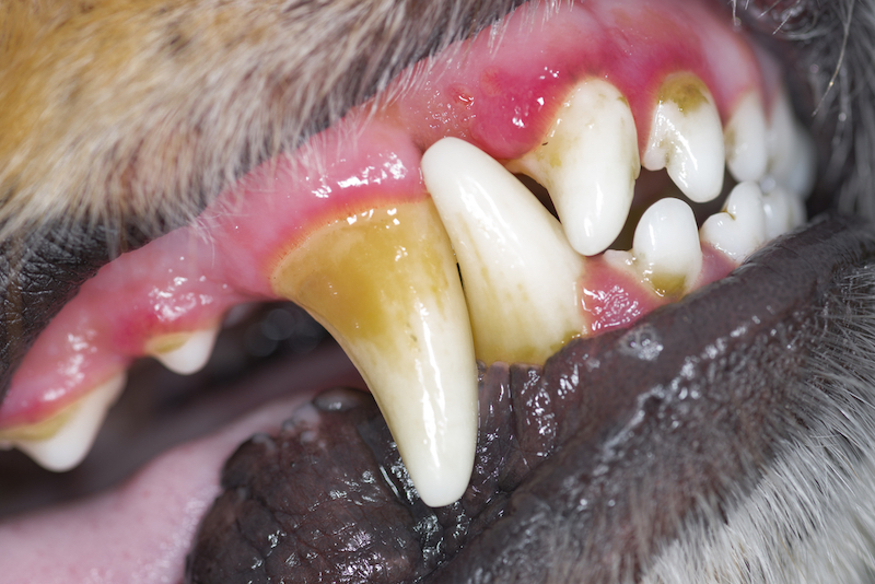 犬の歯の茶色い汚れ