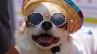 【犬にサングラス・ゴーグルと帽子って本当に必要？】紫外線対策やオシャレだけじゃない！意外なメリットを紹介！