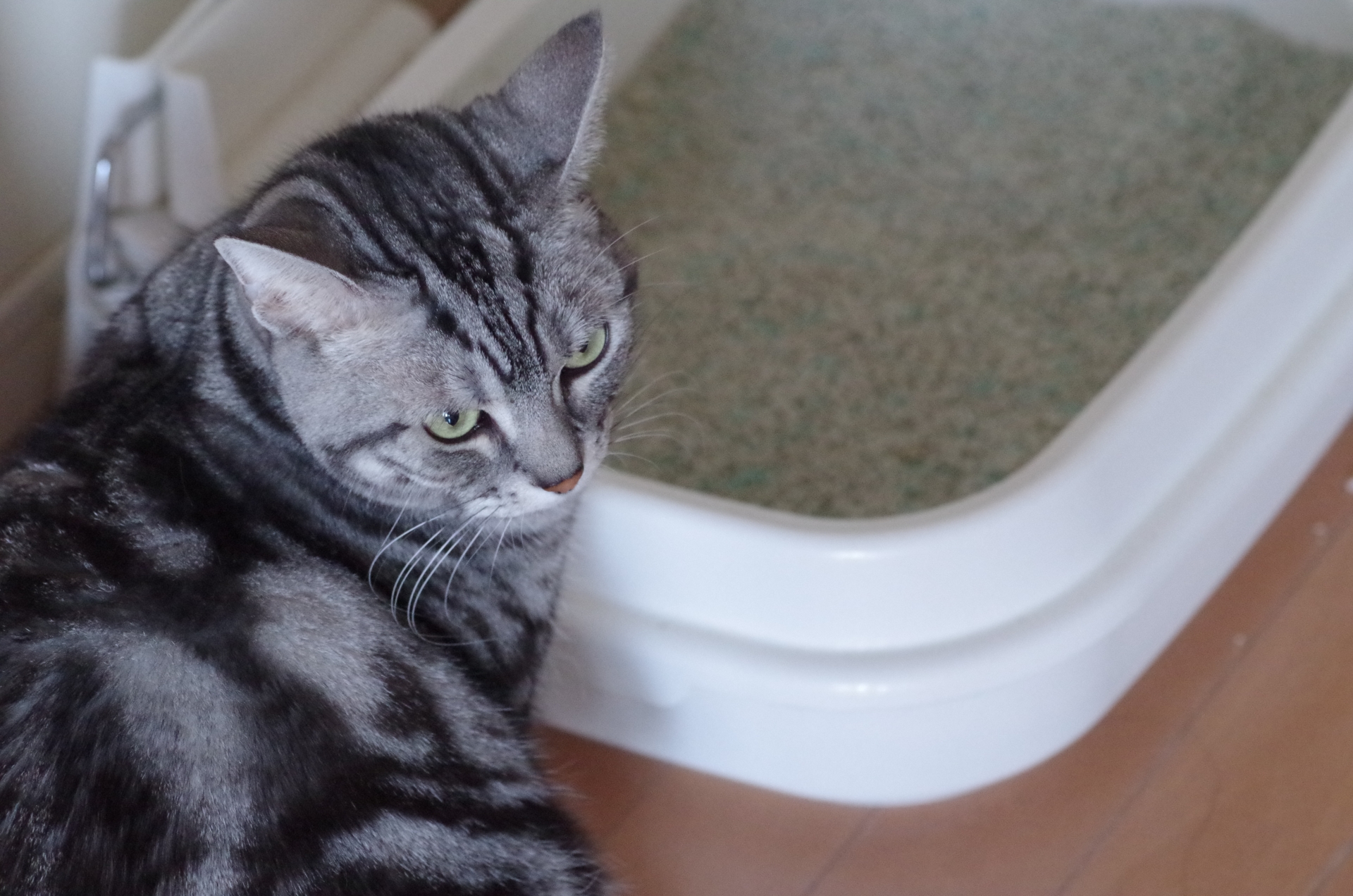 【消臭力と共同開発⁉︎】気になる猫のトイレのニオイを撃退!!消臭グッズ紹介!!