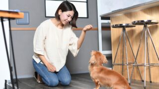 【犬のしつけ】「犬のコマンドって何？」犬のしつけについて紹介!!