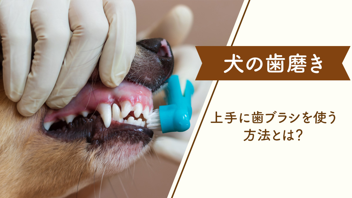 【嫌がる犬の歯磨き】上手に歯ブラシを使う方法とは？