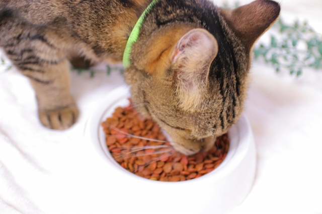 プラスチック素材の猫の食器のイメージ画像