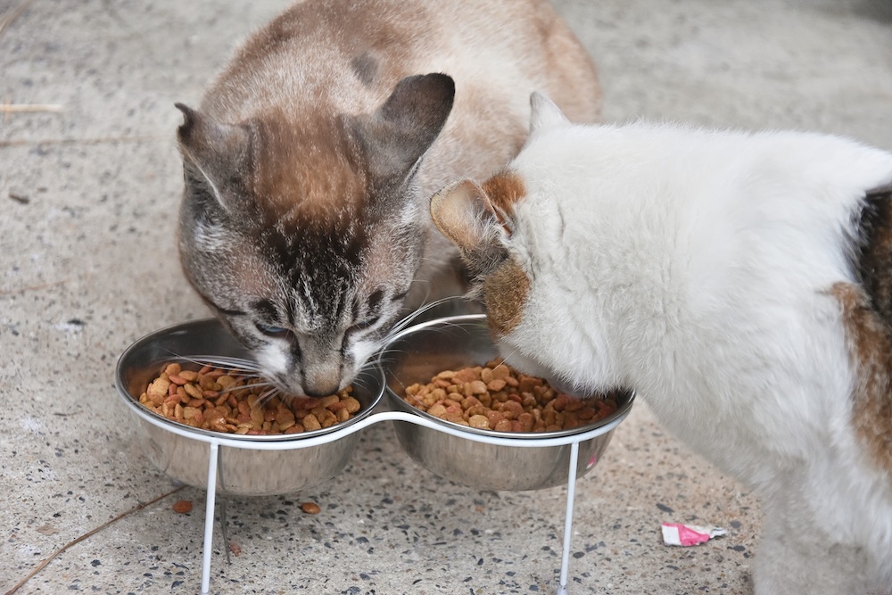 ステンレス素材の猫の食器のイメージ画像
