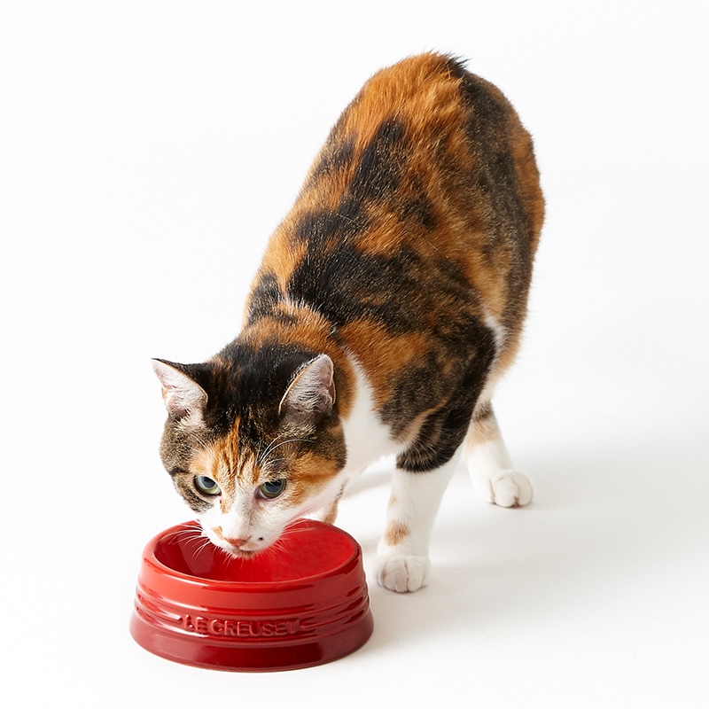 ル・クルーゼのペットボール (S) でフードを食べる猫の画像