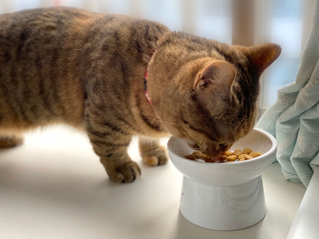 陶器素材の猫の食器のイメージ画像