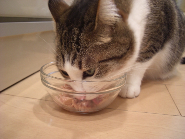 ガラス素材の猫の食器のイメージ画像