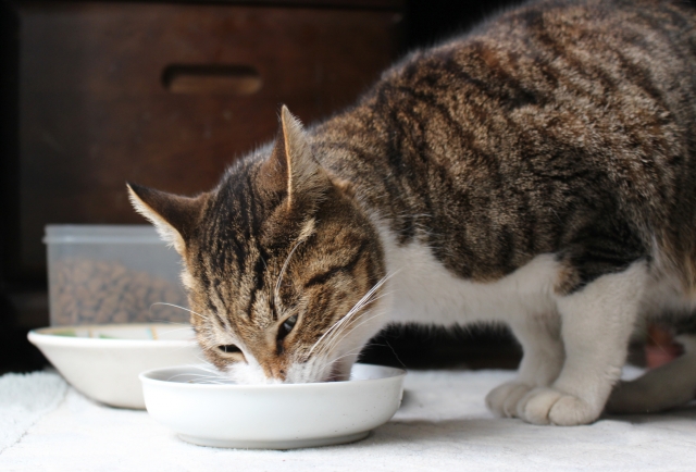 食器が低い場所にあり少し食べづらそうにしている猫ちゃんのイメージ
