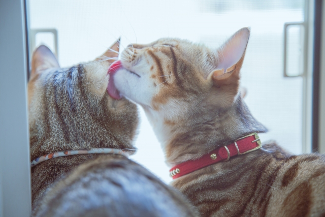 猫同士が互いにグルーミングをし合う「アログルーミング」のイメージ画像