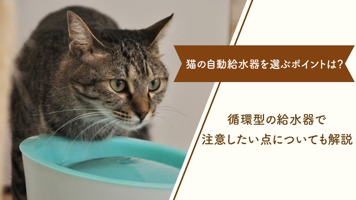 猫の自動給水器を選ぶ際のポイントとは？循環型の給水器で注意したい点。