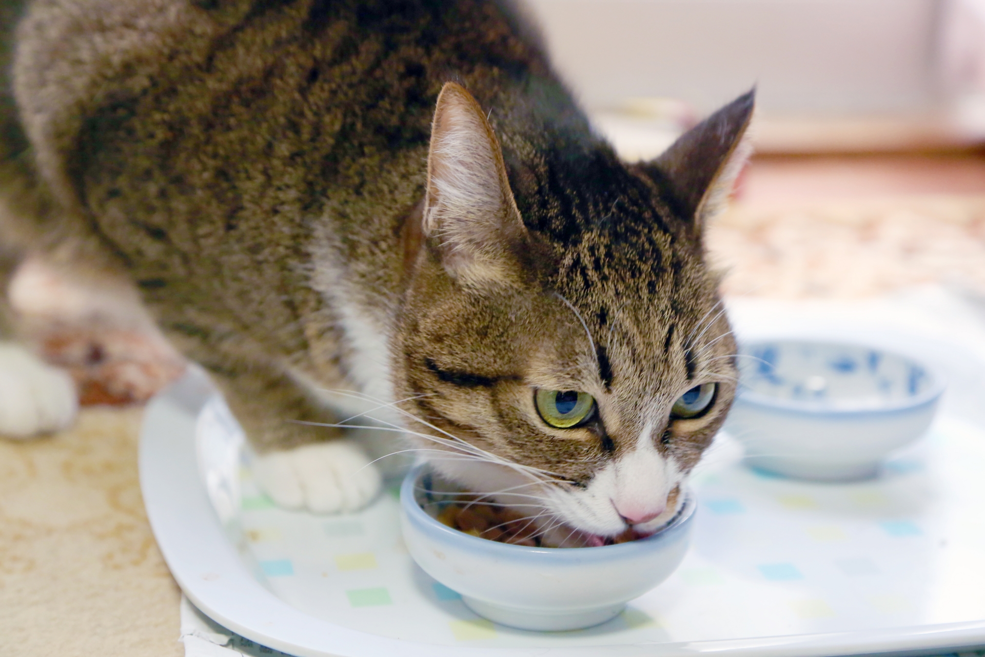 猫が長生きする食習慣って？