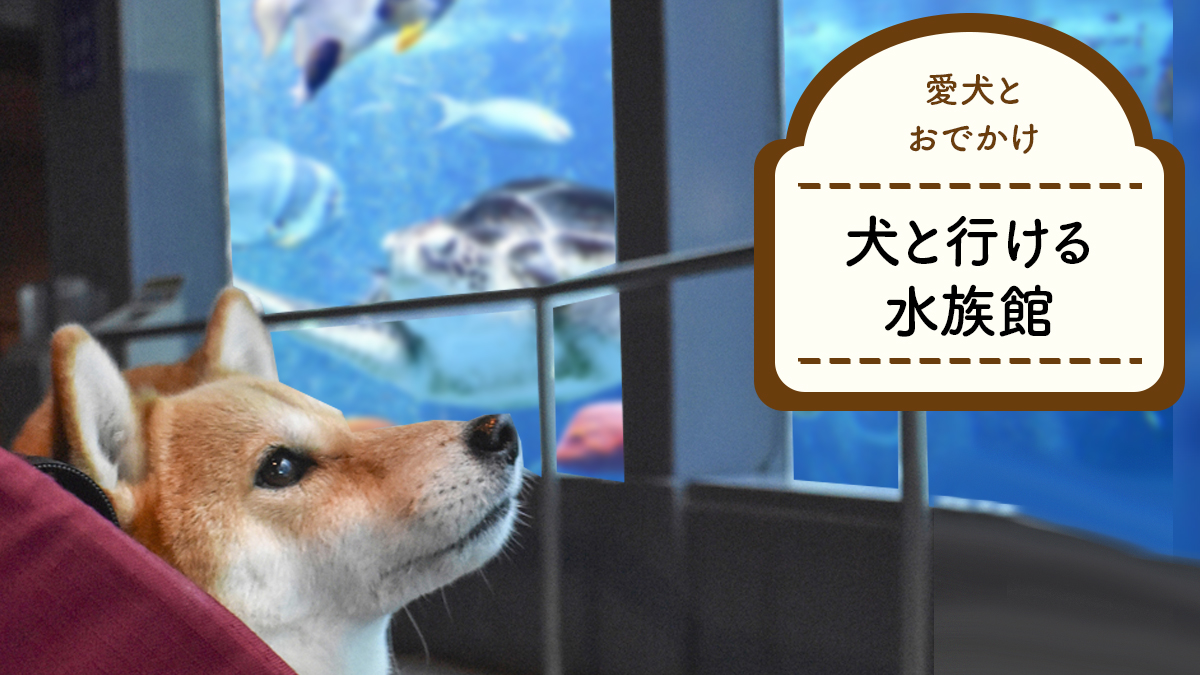 【愛犬と行ける水族館】箱根,下田,伊豆,鳥羽,大阪,和歌山