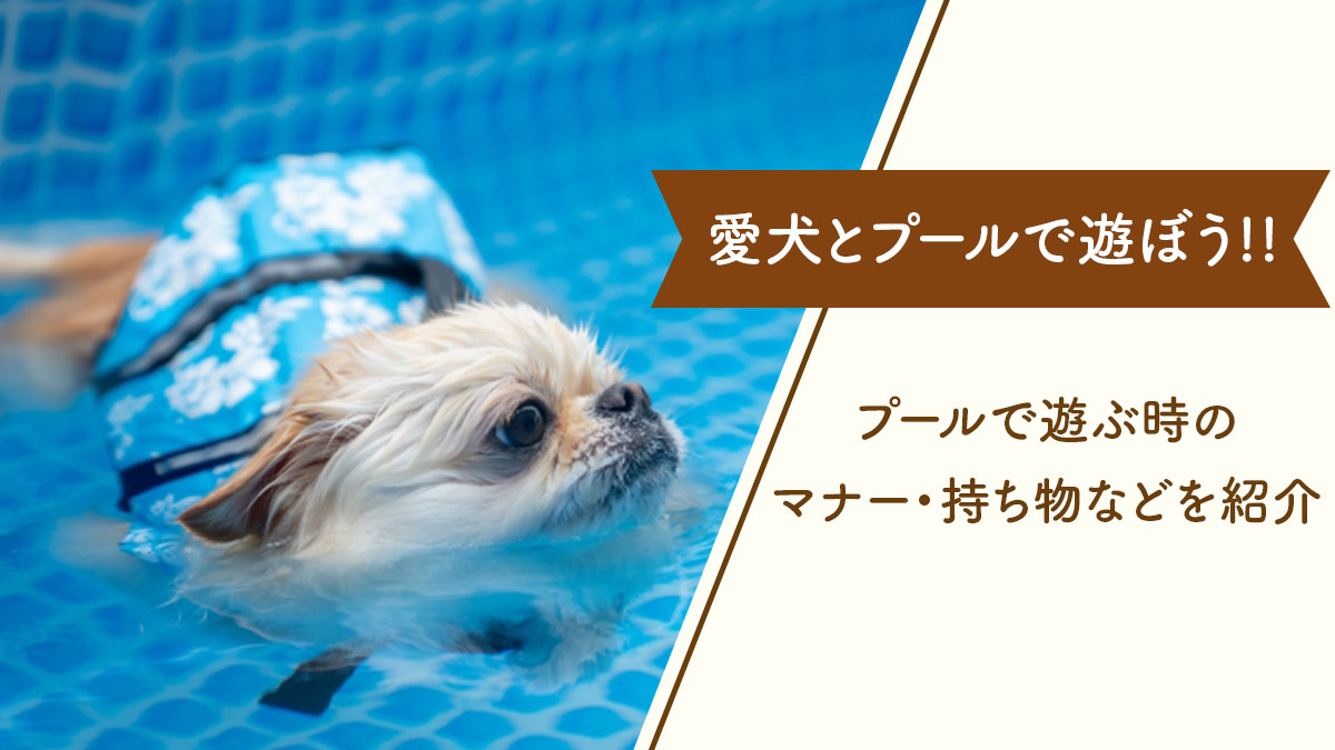 【愛犬とプールで遊ぼう!!】ドッグプールで遊ぶ時のマナー・持ち物・おすすめ施設などを紹介