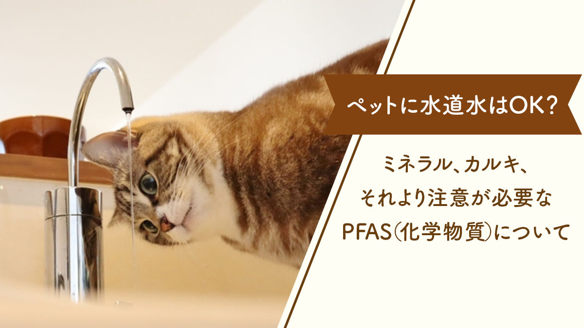 ペット（犬・猫）に水道水は大丈夫？ミネラル、カルキ、それより注意が必要なPFAS（化学物質）について