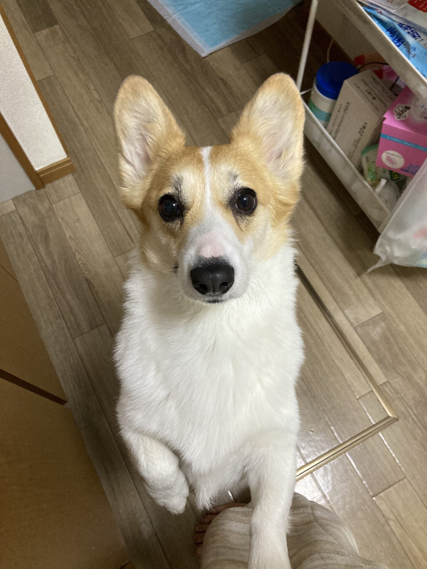 愛犬のコーギーが、うまか（UMAKA）を欲しがっている画像