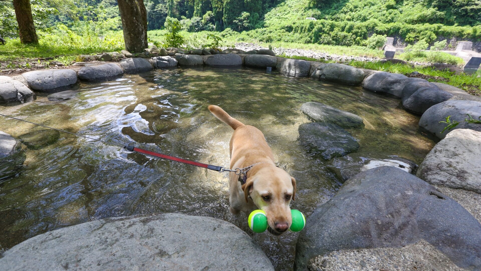 和み舎せせらぎの（ペット可）の犬が水遊びしているの画像