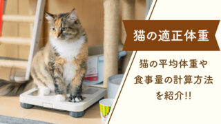 【猫の適正体重】肥満？痩せ過ぎ？猫の平均体重や食事量の計算方法などを紹介!!