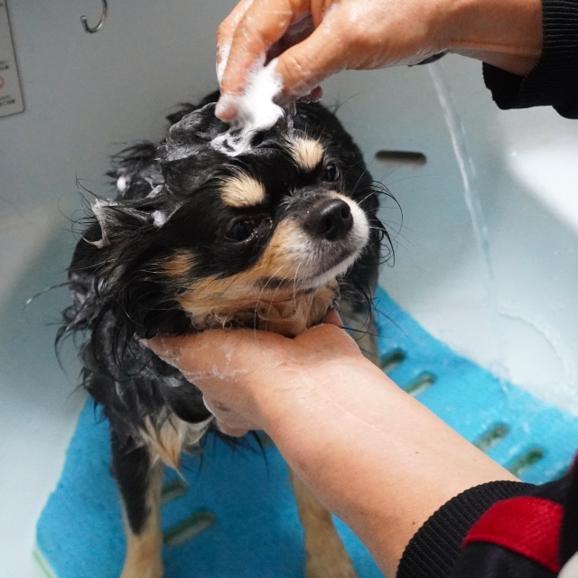 「老犬(シニア犬)のお風呂の入れかた」の紹介の詩キャッチ画像