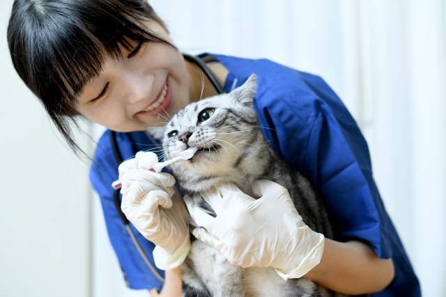 歯ブラシで歯の表面を磨く猫のイメージ画像