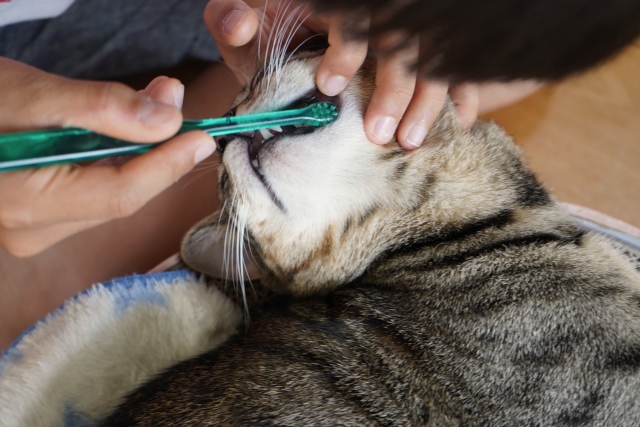 歯ブラシで歯の外側を磨く猫のイメージ画像