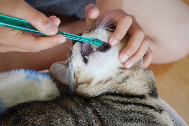 歯ブラシで歯の内側を磨く猫のイメージ画像