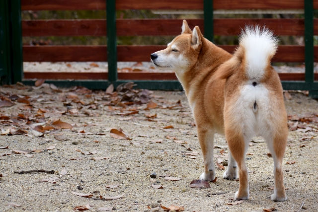 犬のお尻・肛門腺の臭いを表した画像