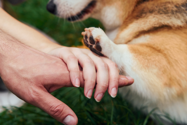 「犬に靴を履かせる時に注意すること」のテーマのアイキャッチ画像（飼い主さんに手の甲に犬の手が重ねられている）