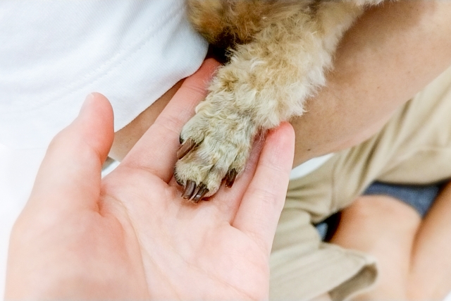 「犬の靴を選ぶ時の注意点」のテーマのアイキャッチ画像（飼い主さんの手のひらに犬の手が乗せられている）