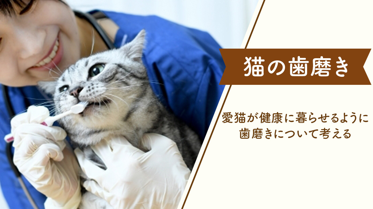 【猫の歯磨き】愛猫が健康に暮らせるように猫の歯磨きについて考える