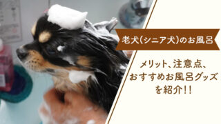 top-image_seniordog-bath-
