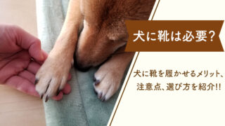 【犬に靴は必要？】犬に靴を履かせるメリットや注意点、おすすめドッグブーツの選び方を紹介!!