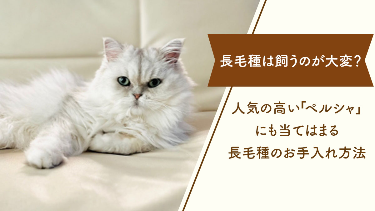 長毛種猫は飼うのが大変？人気な「ペルシャ」にも当てはまる長毛種のお手入れ方法