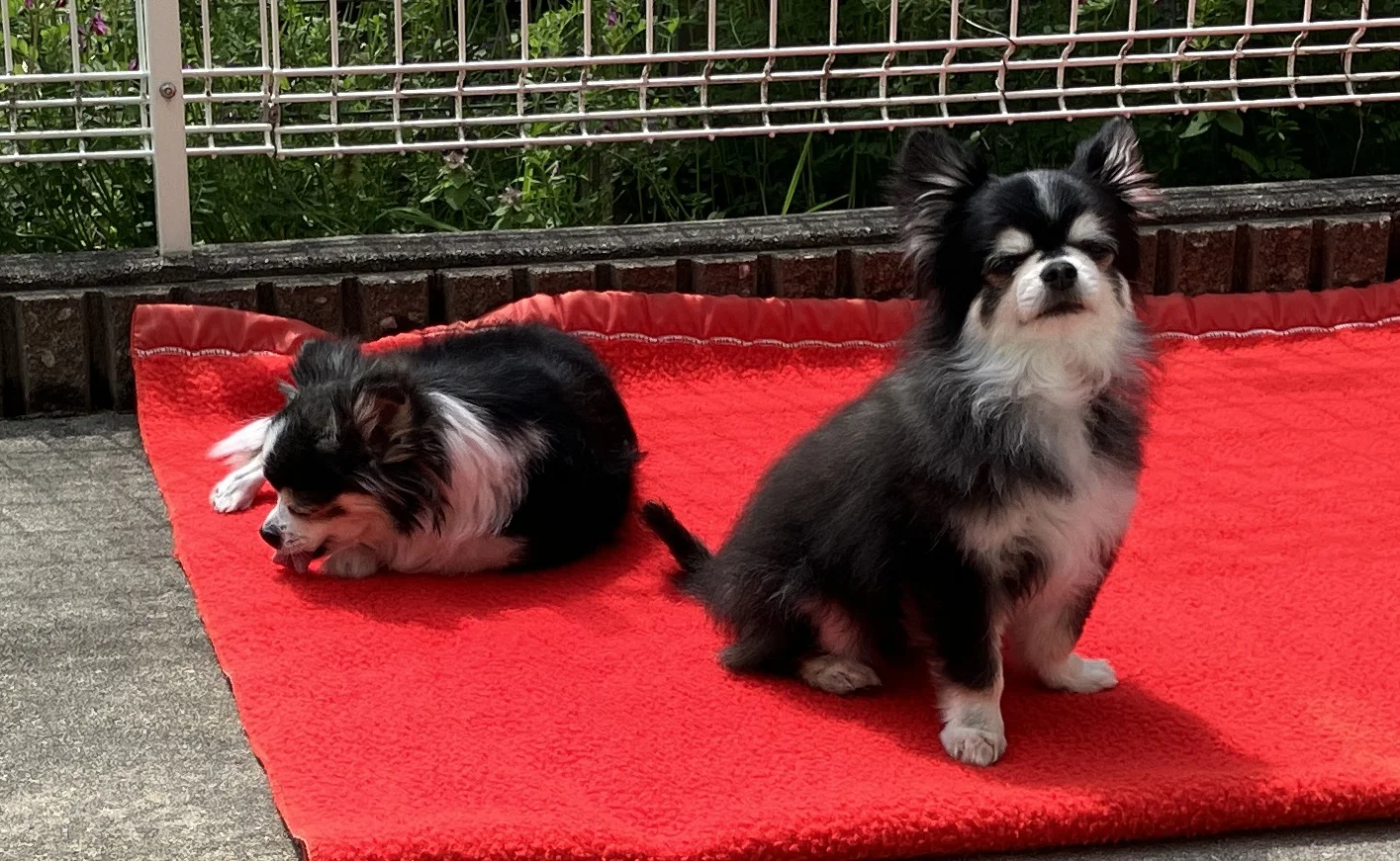 愛犬チワワ、乱丸くんとシニア犬の紅丸ちゃんが日向ぼっこしている画像