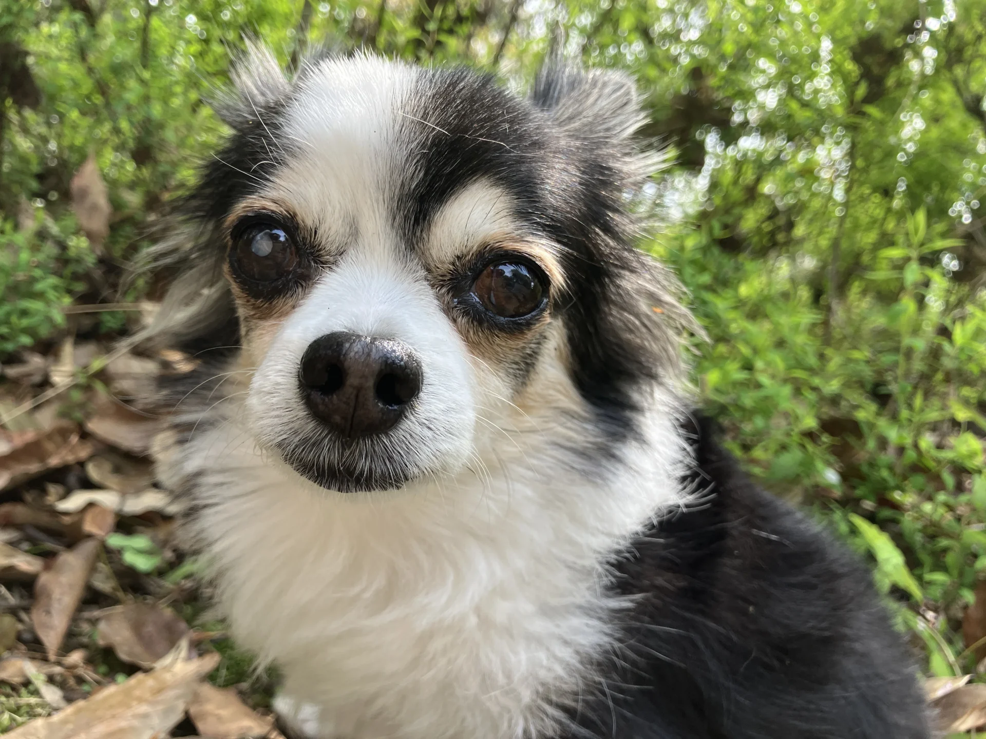シニア犬チワワの紅丸ちゃんがこっちを見つめている画像