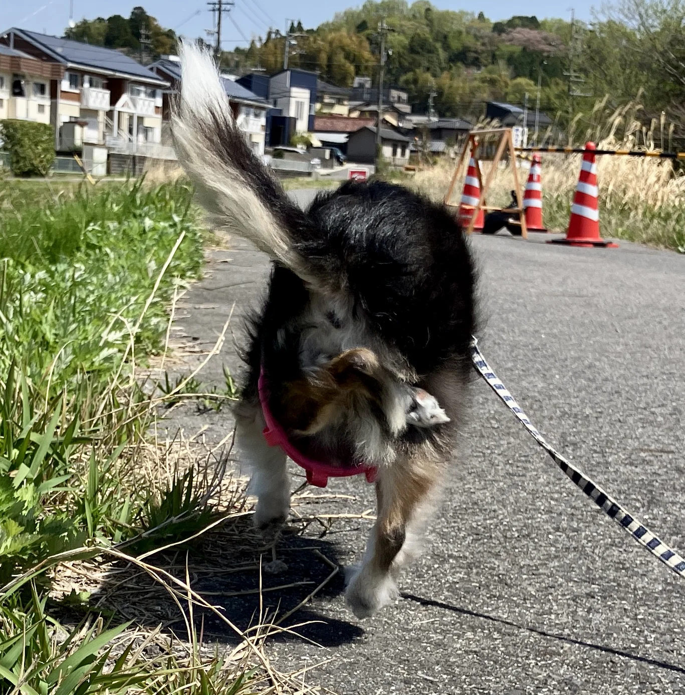 シニア犬チワワの紅丸ちゃんが走っている様子を後ろから見た画像