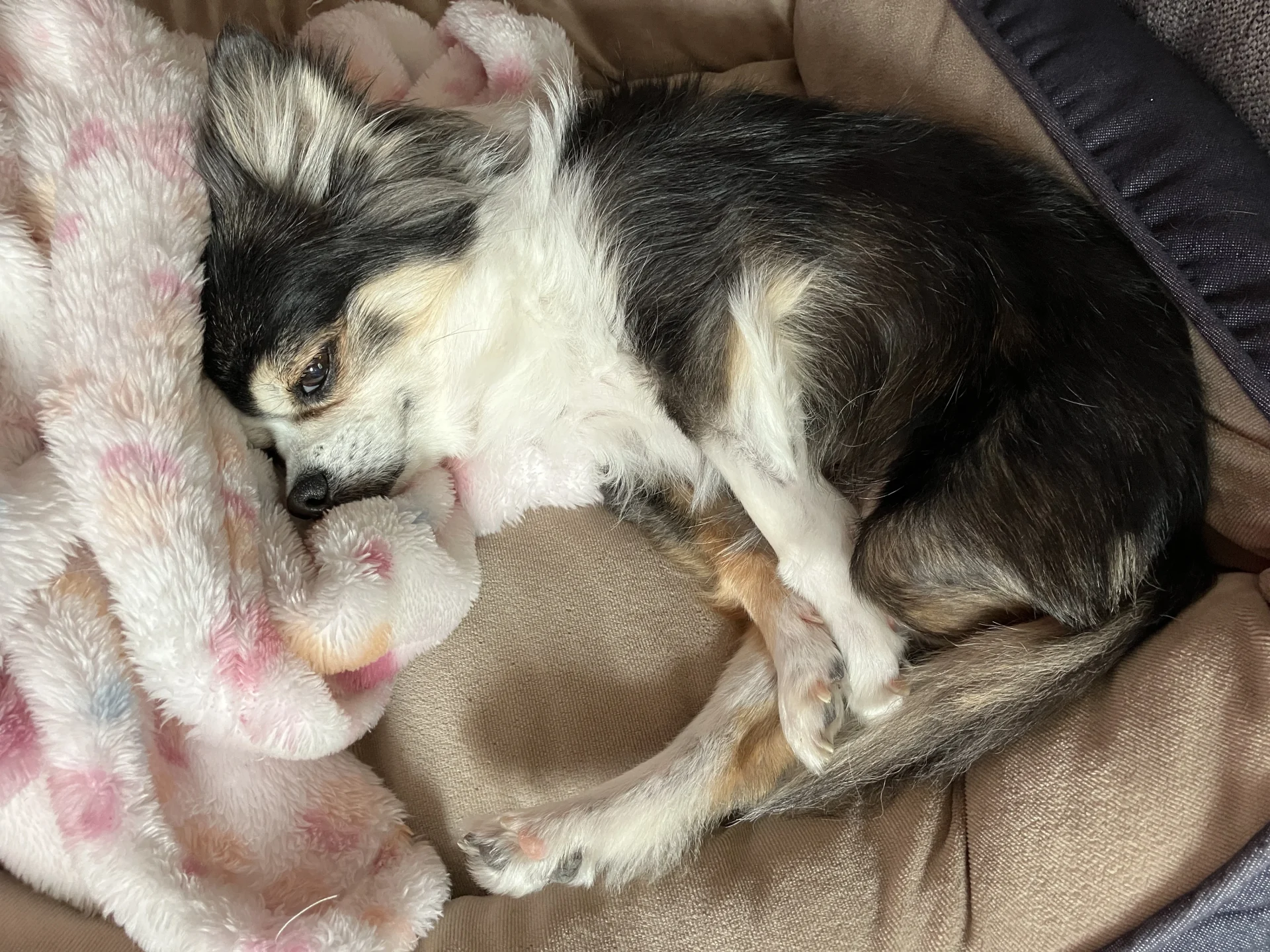 シニア犬チワワの紅丸ちゃんが寝ている画像