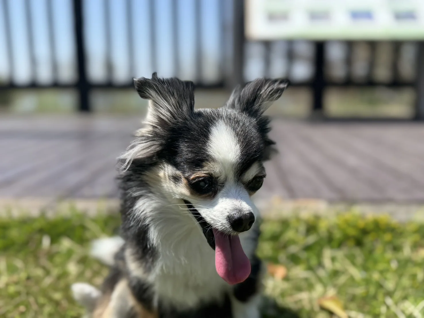 シニア犬チワワの紅丸ちゃんが下を出している画像