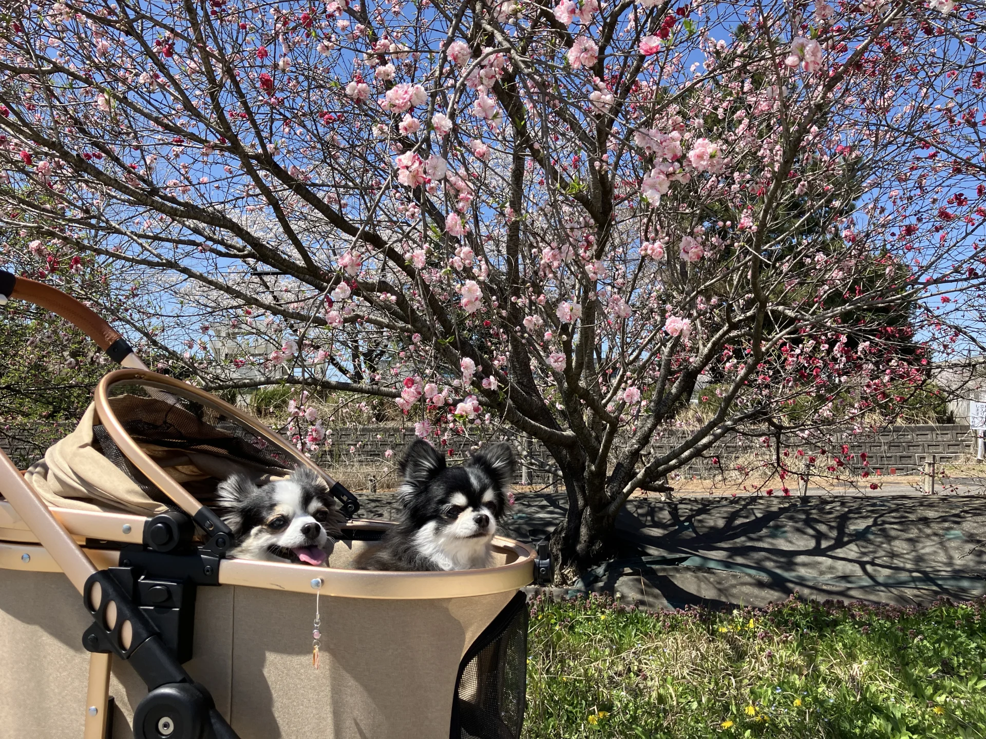 愛犬のチワワ、乱丸くんとシニア犬の紅丸ちゃんが桃の花と一緒に写っている画像