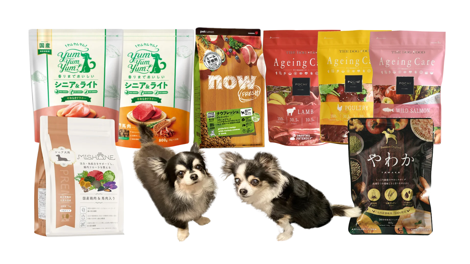 シニア犬用ドッグフードの紹介アイキャッチ画像
