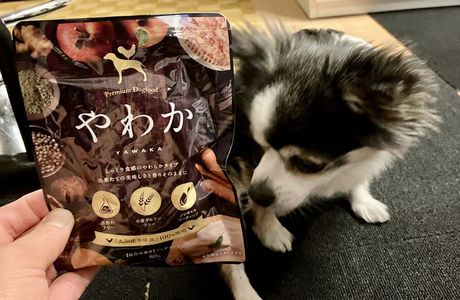 シニア犬チワワの紅丸ちゃんとシニア犬用ドッグフード「やわか」の画像