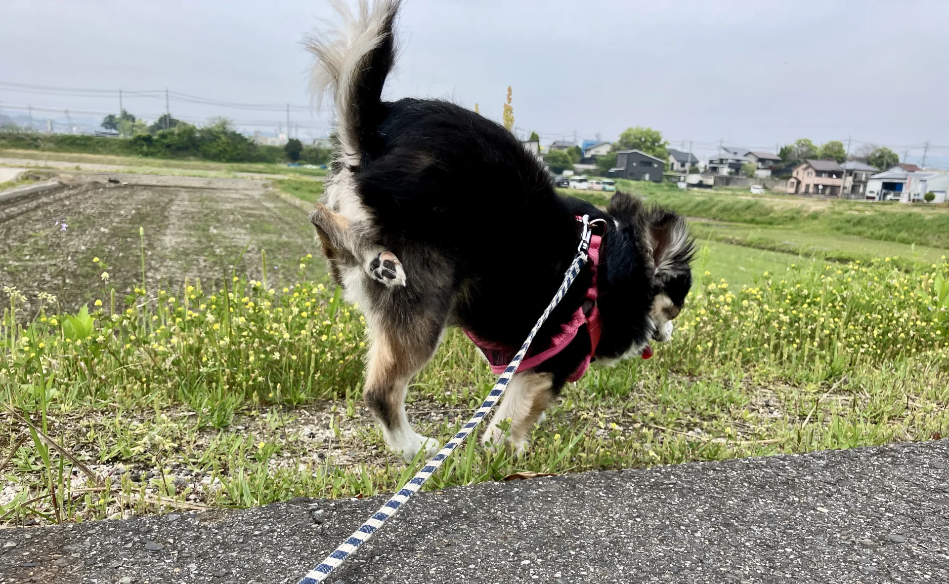 シニア犬チワワの紅丸ちゃんを斜め後ろから撮った写真
