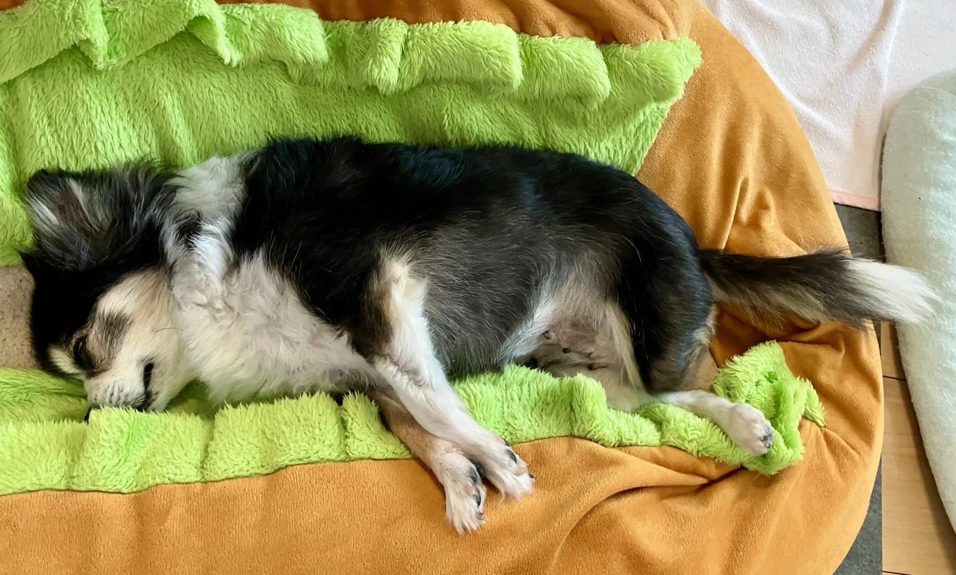 11歳のシニア犬チワワの紅丸ちゃんがクッションの上で寝ている画像