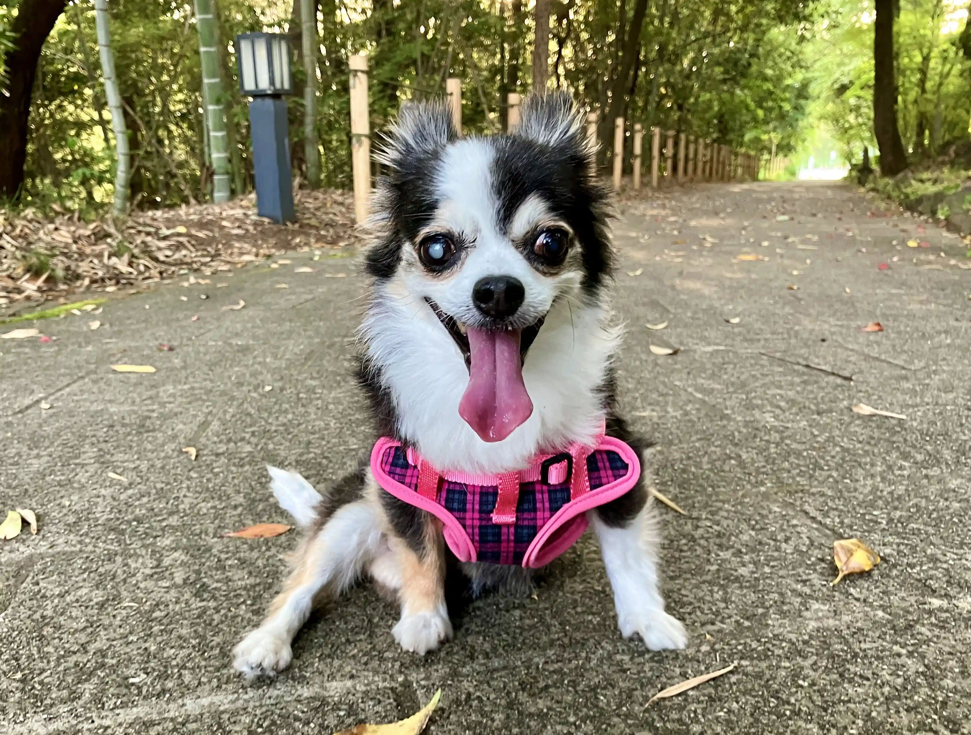 11歳のシニア犬チワワの紅丸ちゃんがお散歩している画像