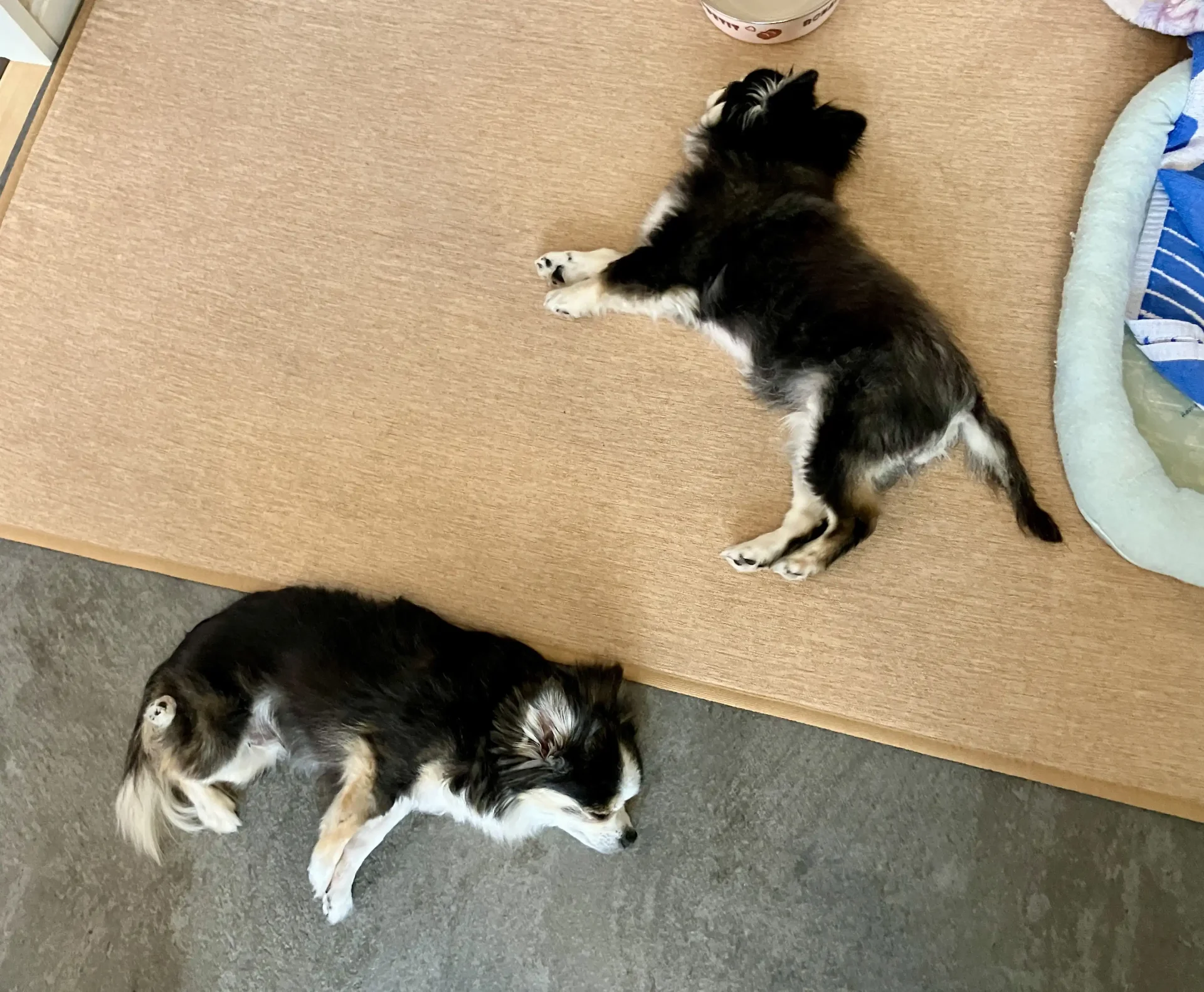 11歳のシニア犬チワワの紅丸ちゃんと、乱丸くんが寝ている画像