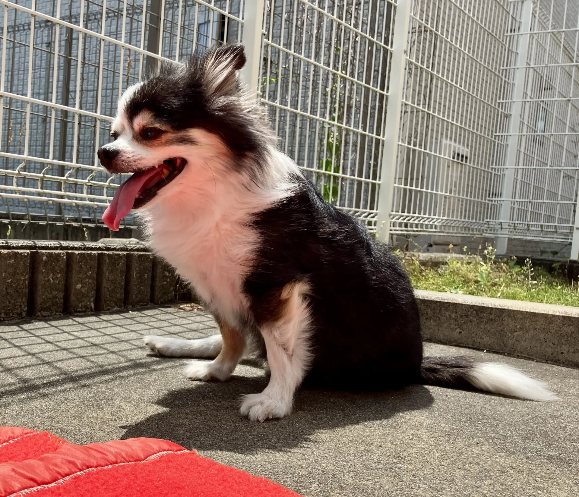 11歳のシニア犬チワワの紅丸ちゃんが日向ぼっこしている画像