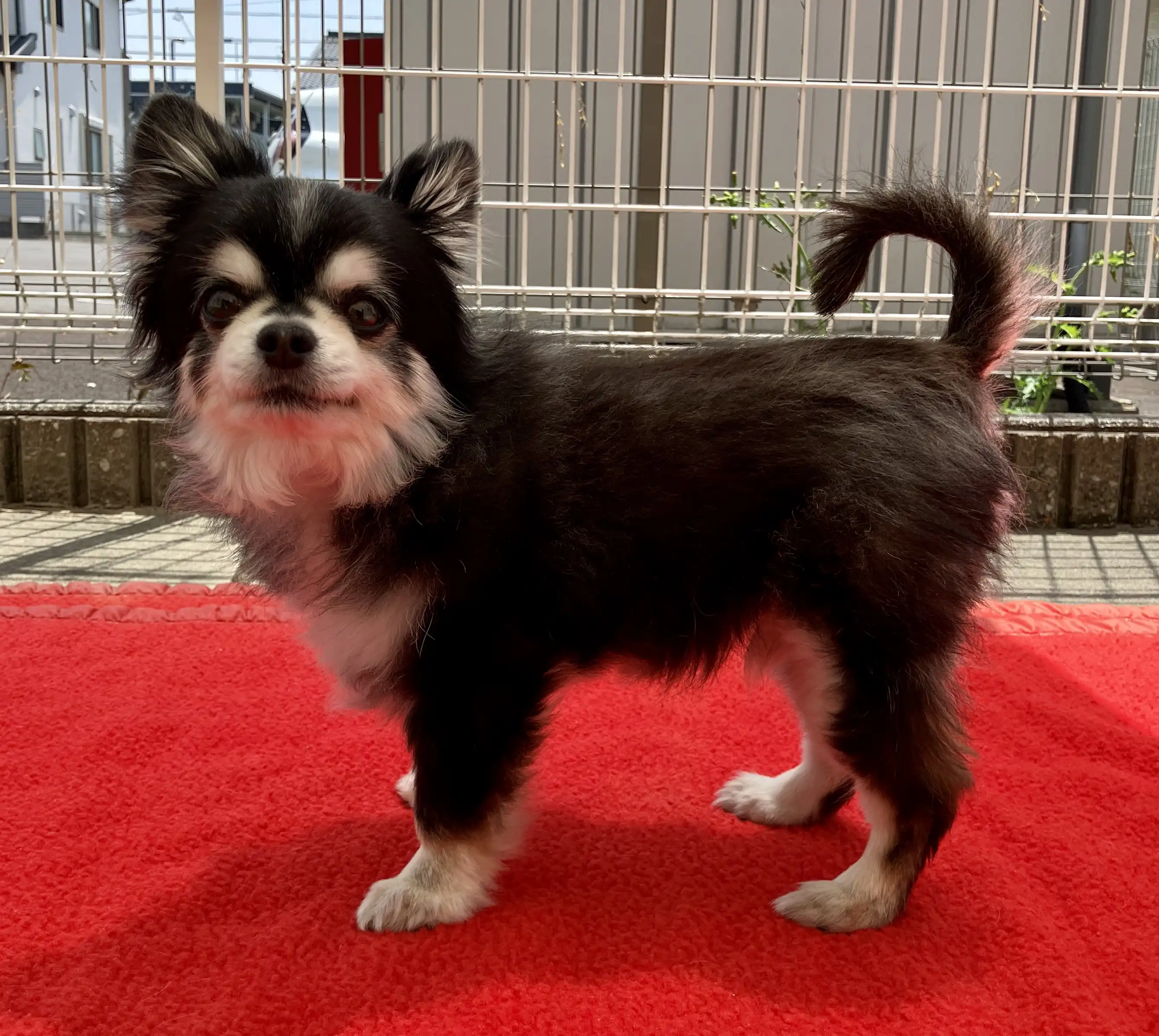 愛犬チワワの乱丸くんがこっちを見ている画像