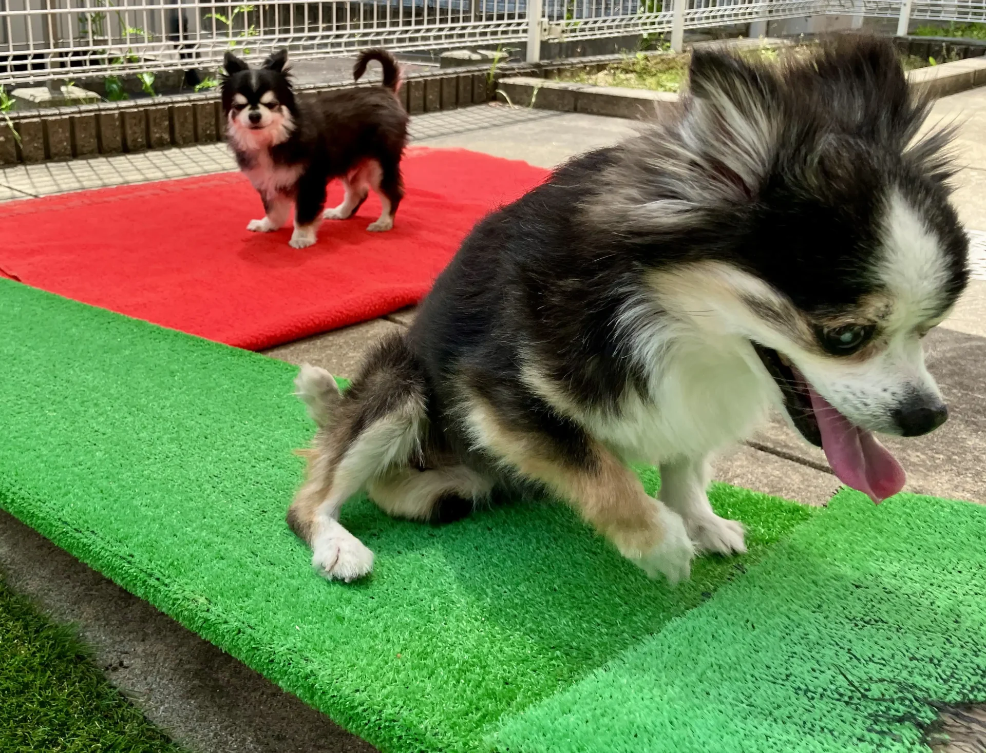 11歳のシニア犬チワワの紅丸ちゃんが上り坂を登っている画像