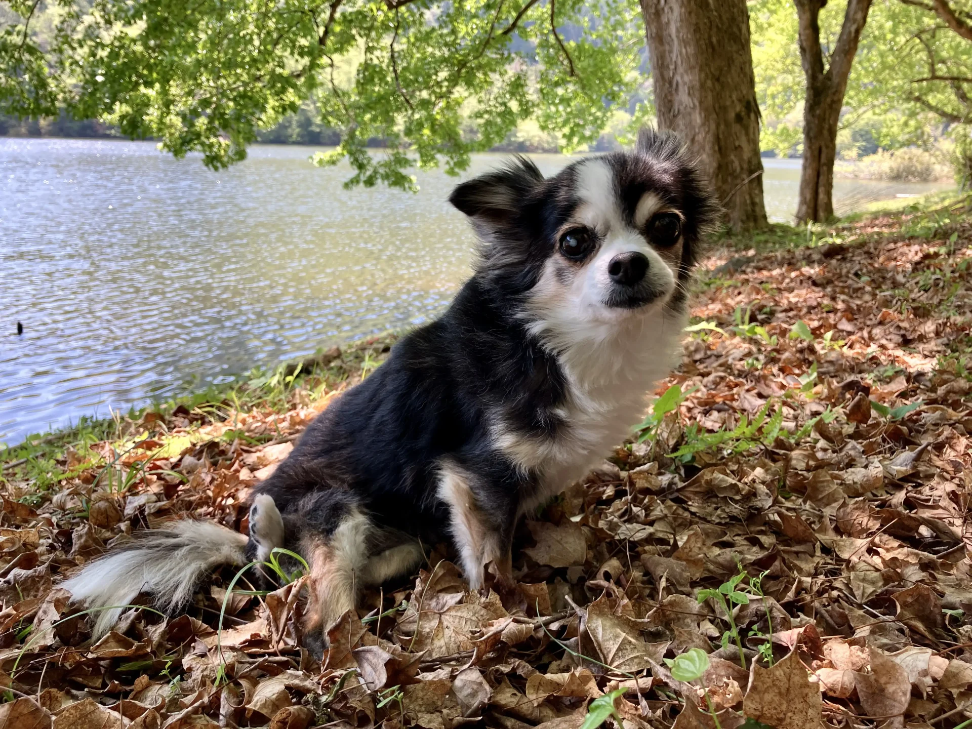 11歳のシニア犬チワワの紅丸ちゃんが水辺にいる画像