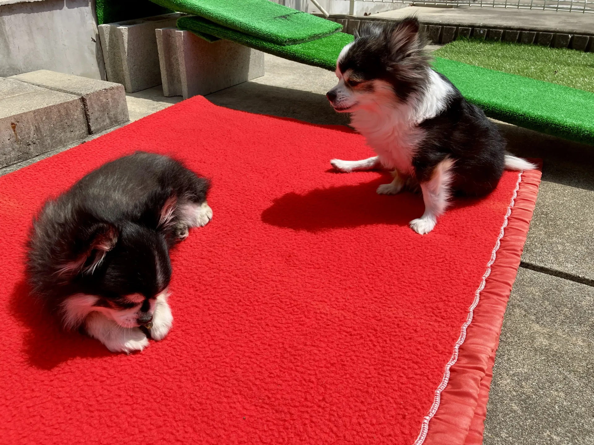 11歳のシニア犬チワワの紅丸ちゃんと乱丸くんが日向ぼっこしている画像